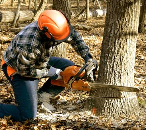 Tree Removal in Trout Lake, MI